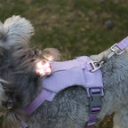 Modern plastic square LED pet luminous pendant - eco-friendly outdoor night safety light, suitable for preventing pets from getting lost during dog night walks